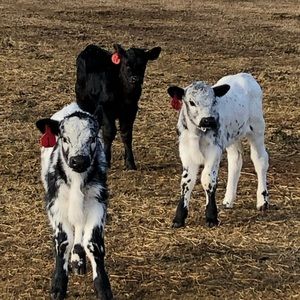 Meet your Posher, Kimber